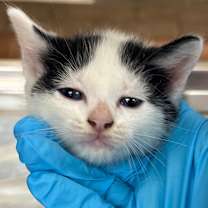 Thumbnail photo of Alex #2