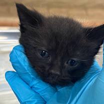 Thumbnail photo of Felix #2