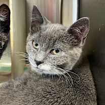 Thumbnail photo of Folger #1