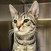 Thumbnail photo of Bustelo #1