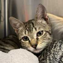 Thumbnail photo of Starbuck  #1