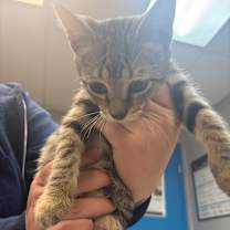 Thumbnail photo of Bustelo #2