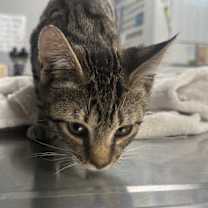 Thumbnail photo of Starbuck  #2