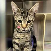 Thumbnail photo of Bustelo #3