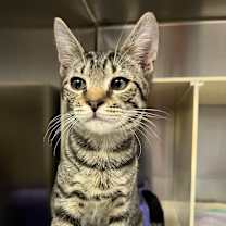 Thumbnail photo of Bustelo #4