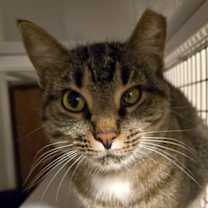 Thumbnail photo of Malibu #3