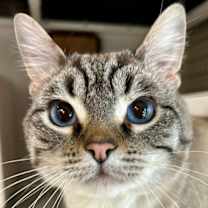 Thumbnail photo of Sesame #1