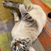 Thumbnail photo of Sesame #4