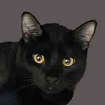 Thumbnail photo of Frank #1