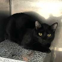 Thumbnail photo of Frank #2