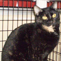 Thumbnail photo of Tillie [Permanent Foster] #2