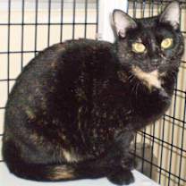 Thumbnail photo of Tillie [Permanent Foster] #3