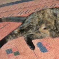 Thumbnail photo of Tillie [Permanent Foster] #4