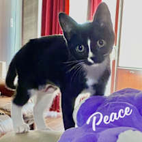 Thumbnail photo of Peace #loves-to-be-handled #1
