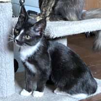 Thumbnail photo of Peace #loves-to-be-handled #3