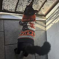 Thumbnail photo of Huesos #4