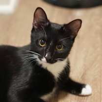 Thumbnail photo of Muffin #1