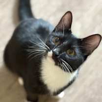 Thumbnail photo of Muffin #4