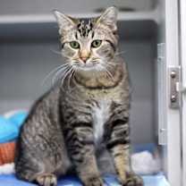 Thumbnail photo of Jordan #4