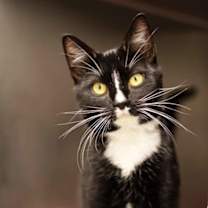 Thumbnail photo of Chucky #3