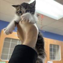 Thumbnail photo of JoJo #2