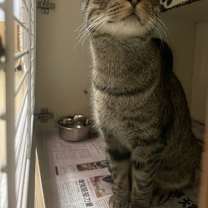 Thumbnail photo of Jingaling-ADOPTED #1