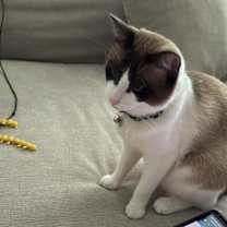 Thumbnail photo of LUCAS #1