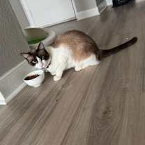 Thumbnail photo of LUCAS #2