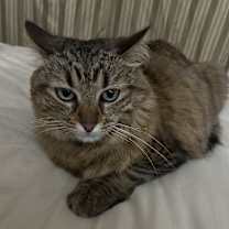 Thumbnail photo of Kitty #1