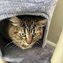 Thumbnail photo of Kitty #2