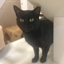 Thumbnail photo of Beauty #1