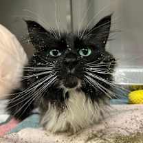 Thumbnail photo of Piney #2