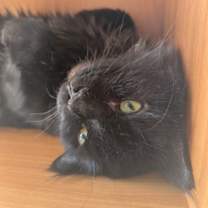 Thumbnail photo of Maui #1