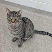 Thumbnail photo of Gravy #2