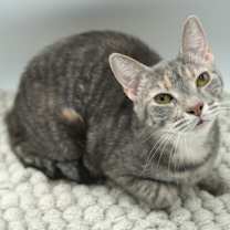 Thumbnail photo of Pheona (Bonded w/ Ray) #1