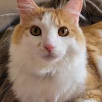 Thumbnail photo of Weasley #1