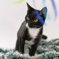 Thumbnail photo of Cher #2