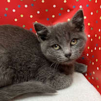 Thumbnail photo of Reyna #2