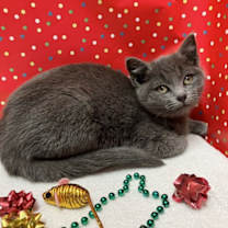 Thumbnail photo of Reyna #4