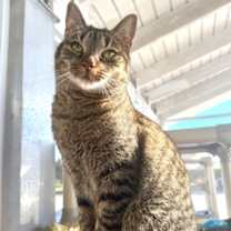 Thumbnail photo of Furgie #2