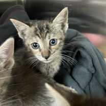 Thumbnail photo of Mr. Grey #2