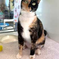 Thumbnail photo of Turtle #1