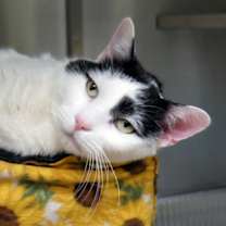 Thumbnail photo of Leo #1