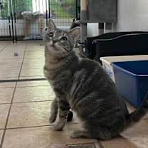 Thumbnail photo of Hazel AHS #1