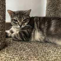 Thumbnail photo of Hazel AHS #2