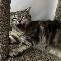 Thumbnail photo of Hazel AHS #4