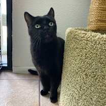 Thumbnail photo of Meeko #1