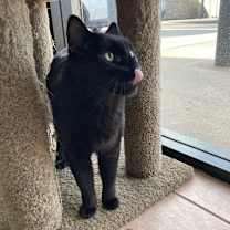 Thumbnail photo of Meeko #2