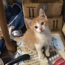 Thumbnail photo of Rooster, Cornbread, Angelbaby #1