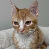 Thumbnail photo of Zander #1